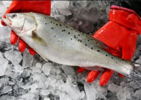  关于海鲈鱼你知道多少 