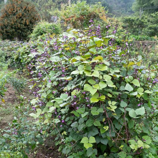 紫色扁豆 商品图1