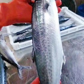  舌尖上的“鱼中佳品”——马鲛鱼 