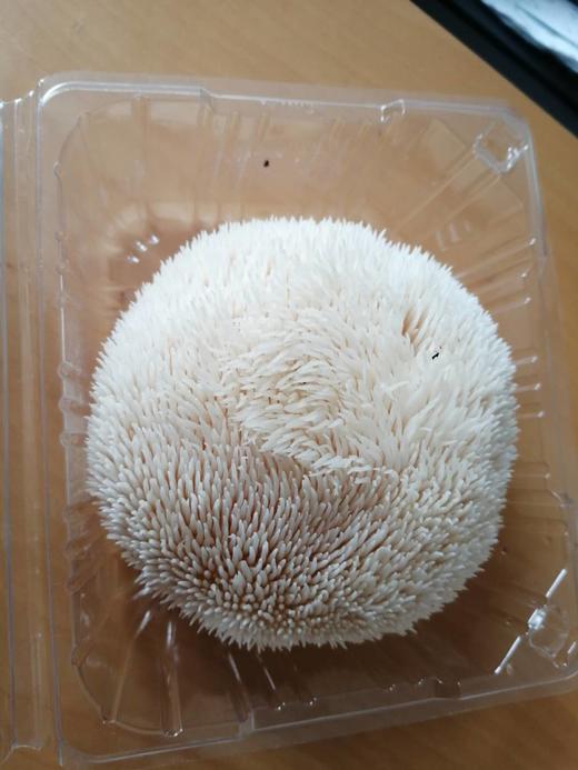 新鲜猴头菇 养胃佳品（5颗/1份）30号下午2点截单，现采现发 商品图2