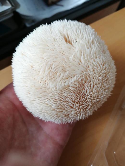 新鲜猴头菇 养胃佳品（5颗/1份）30号下午2点截单，现采现发 商品图0