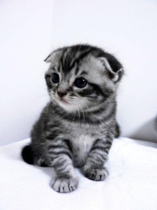 多规格欢欢 商品图2