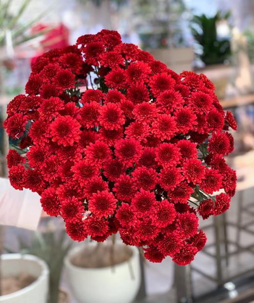 【周四团购】酒红色雏菊39.9元 2人拼团 商品图0