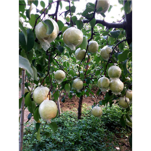 丰县酥梨 10斤装 商品图2