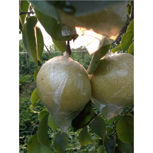 丰县酥梨 10斤装 商品图4