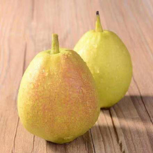 【我爱浙疆】特级香梨（10斤实惠装） 商品图2