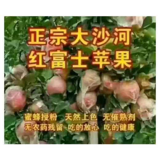 丰县大沙河苹果 10斤装 商品图1