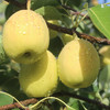 【我爱浙疆】特级香梨（10斤实惠装） 商品缩略图0