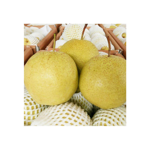 丰县酥梨 10斤装 商品图1