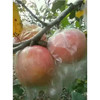 丰县大沙河苹果 10斤装 商品缩略图2