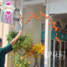 南蛇藤 · 进口花材