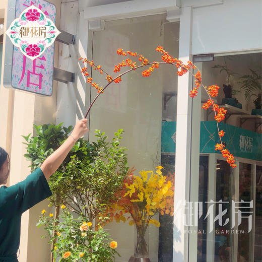 南蛇藤 · 进口花材 商品图0