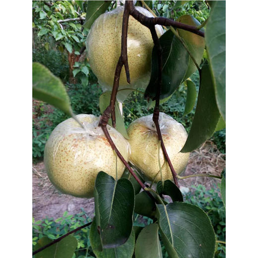 丰县酥梨 10斤装 商品图3