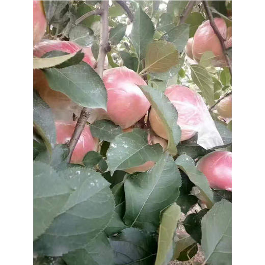 丰县大沙河苹果 10斤装 商品图3