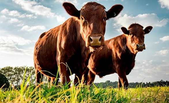 【2桶减10元】华畜兽药10%聚维酮碘消毒液10斤 兽用猪场养殖消毒液