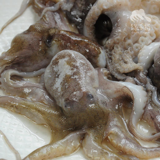 野生活冻小章鱼  | 合作生产 * Wild Dongshan Island seafood | Coproduction 商品图2