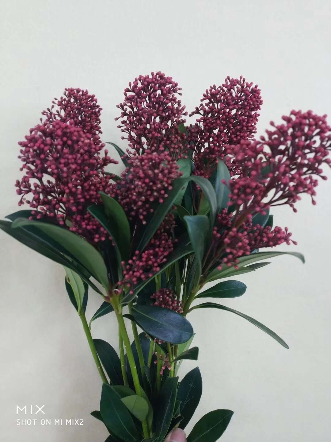 3月1日茵芋 红rubella40cm-1扎