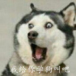 如何通过狗狗的叫声了解他的心情？