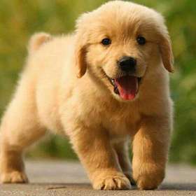 训练狗狗时候误区有哪些？