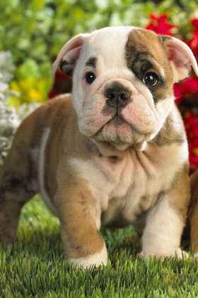 狗狗感到压力的表现是什么？