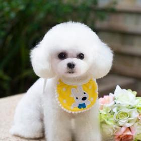 狗狗的安慰信号有那些？