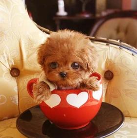 夏天的时候应该如何给狗狗补水？