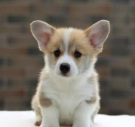 给狗狗剪指甲的时候需要注意什么