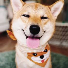 如何从耳朵看清狗狗的想法？