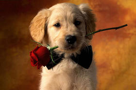 控制幼犬食量的重要性