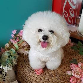 带狗狗外出时，需要注意哪些问题？