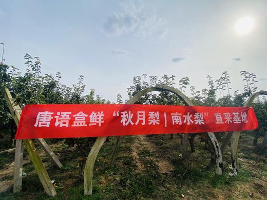 山东冰糖秋月梨【净重约4.5-5斤/箱 9颗装】（产地直采）清甜爽口，皮薄汁多 商品图1