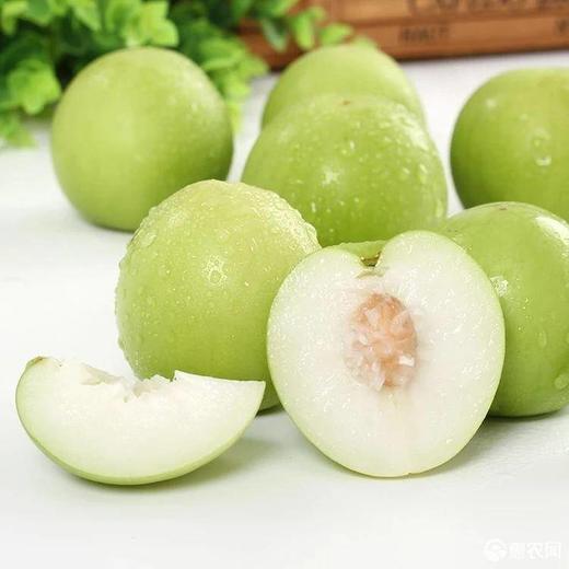 大青枣   500g/份 商品图0