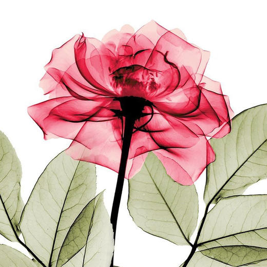 一百万 商品图0