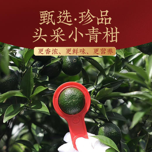 佛冈天然岳 小青柑500克大罐装 头采天然生晒工艺正宗新会小青柑普洱茶500克 柑普茶陈皮柑橘小青桔普金芽熟普茶叶 商品图5