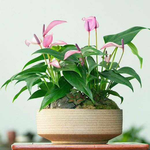 紫掌(双株组合)盆景 颜色鲜亮 错落有致