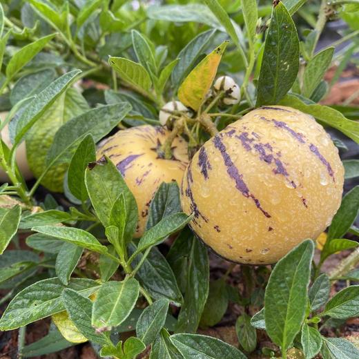 【版纳树熟人参果】 自然成熟 香甜多汁 无核 富硒 普通快递包邮 商品图6