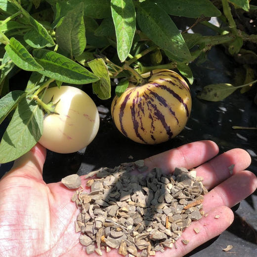 【版纳树熟人参果】 自然成熟 香甜多汁 无核 富硒 普通快递包邮 商品图4