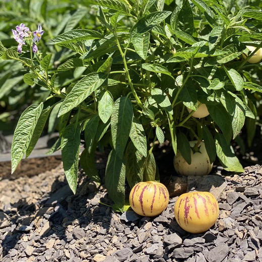 【版纳树熟人参果】 自然成熟 香甜多汁 无核 富硒 普通快递包邮 商品图5