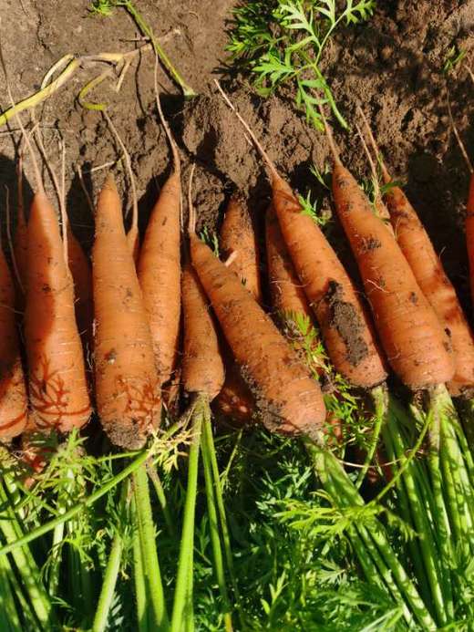 野菜夫人有机种植胡萝卜500g 商品图1