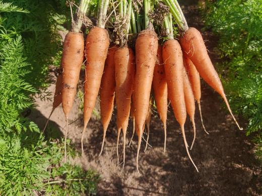 野菜夫人有机种植胡萝卜500g 商品图2