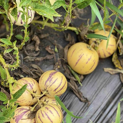 【版纳树熟人参果】 自然成熟 香甜多汁 无核 富硒 普通快递包邮 商品图3