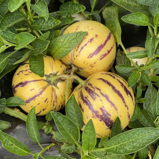 【版纳树熟人参果】 自然成熟 香甜多汁 无核 富硒 普通快递包邮 商品图2