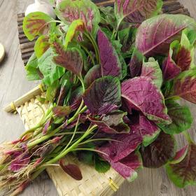 凤尾菜 250g （蔬菜）