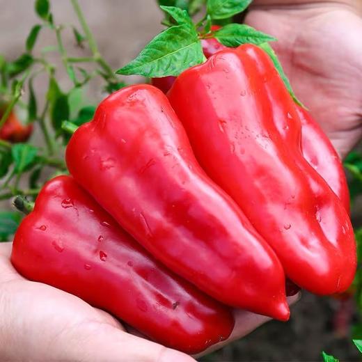 大红椒 250g （蔬菜调味） 商品图0