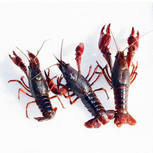 无针水光批改 商品图0