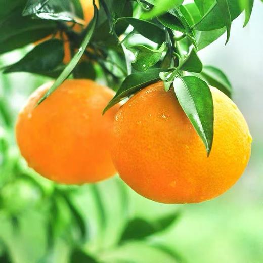 纽荷尔橙 新鲜水果 1000g±50g 商品图0