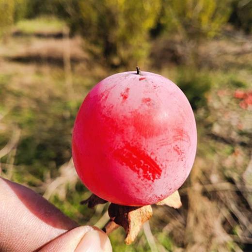 野生灯笼小柿子650g±50g 商品图0