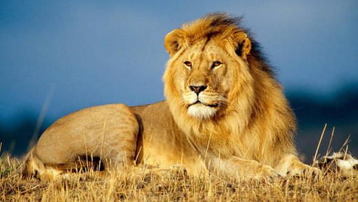 Rewilding Gorongosa: lions 商品图0