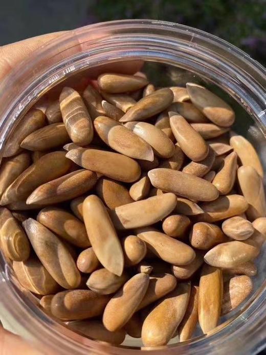 巴西松子 商品图0