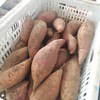 【10元1袋】蜜薯整袋约7斤左右（1500662） 商品缩略图3